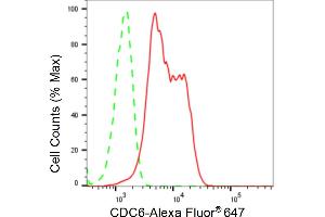 anti-Cell Division Cycle 6 Homolog (S. Cerevisiae) (CDC6) antibody