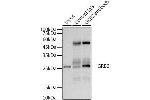 Immunoprecipitation (IP) image for anti-Growth Factor Receptor-Bound Protein 2 (GRB2) antibody (ABIN7267518)