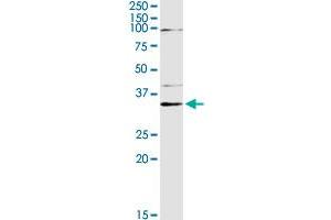 PEX19 MaxPab rabbit polyclonal antibody. (PEX19 Antikörper  (AA 1-299))