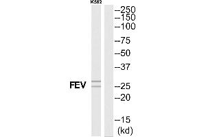 Western blot analysis of extracts from K562 cells, using FEV antibody. (FEV Antikörper  (N-Term))