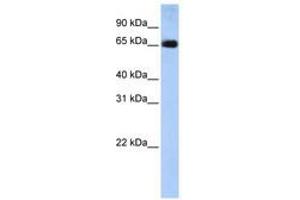 Image no. 1 for anti-Solute Carrier Family 22 (Organic Anion Transporter), Member 13 (SLC22A13) (AA 36-85) antibody (ABIN6740844) (SLC22A13 Antikörper  (AA 36-85))