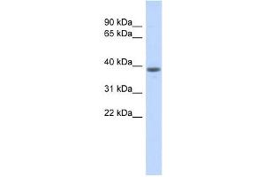 WDR21B antibody used at 1 ug/ml to detect target protein. (DCAF4L1 Antikörper  (Middle Region))