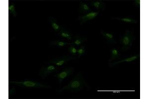 Immunofluorescence (IF) image for anti-SH2 Domain Containing 3A (SH2D3A) (AA 460-575) antibody (ABIN523415)