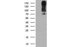 Western Blotting (WB) image for anti-Dipeptidyl-Peptidase 9 (DPP9) antibody (ABIN1497902) (DPP9 Antikörper)