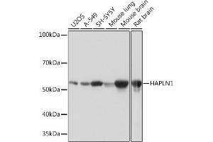 Western blot analysis of extracts of various cell lines, using H Rabbit mAb (ABIN7267797) at 1:1000 dilution. (HAPLN1 Antikörper)