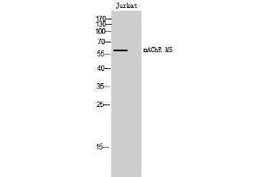 Western Blotting (WB) image for anti-M-AChR M5 (Internal Region) antibody (ABIN3180718) (M-AChR M5 (Internal Region) Antikörper)