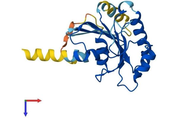 SAR1B Protein (AA 1-198) (His tag)