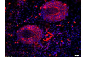 Formalin-fixed and paraffin-embedded mouse embryo labeled with Anti-RALDH2 Polyclonal Antibody, Unconjugatedused at 1:200 dilution for 40 minutes at 37°C. (ALDH1A2 Antikörper  (AA 441-518))