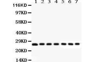 Anti- Galectin3 Picoband antibody, Western blotting All lanes: Anti Galectin3  at 0. (Galectin 3 Antikörper  (AA 153-264))