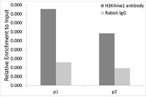 Chromatin immunoprecipitation analysis extracts of 293T cells, using MonoMethyl-Histone H3-K4 antibody (ABIN1872994) and rabbit IgG. (Histone 3 Antikörper  (H3K4me))