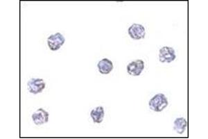 Immunocytochemistry of MPYS in A20 cells with MPYSat 5 μg/ml. (STING/TMEM173 Antikörper  (C-Term))