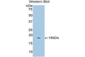 Western Blotting (WB) image for anti-Myoglobin (MB) (AA 1-154) antibody (ABIN1078380) (Myoglobin Antikörper  (AA 1-154))