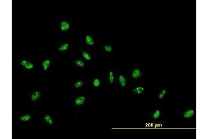 Immunofluorescence of purified MaxPab antibody to ZNF593 on HeLa cell. (ZNF593 Antikörper  (AA 1-116))