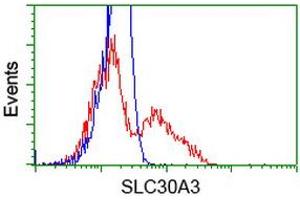 HEK293T cells transfected with either RC205310 overexpress plasmid (Red) or empty vector control plasmid (Blue) were immunostained by anti-SLC30A3 antibody (ABIN2453647), and then analyzed by flow cytometry. (Slc30a3 Antikörper)