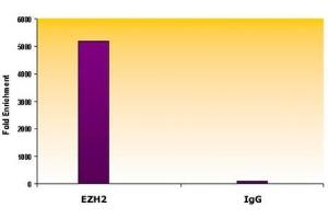 EZH2 antibody (mAb) tested by ChIP. (EZH2 Antikörper  (AA 353-451))