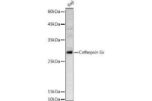 Western blot analysis of extracts of Raji cells, using Cathepsin G antibody (ABIN6127687, ABIN6139229, ABIN6139231 and ABIN6221273) at 1:500 dilution. (Cathepsin G Antikörper  (AA 21-255))