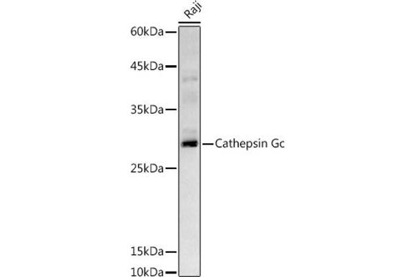 Cathepsin G antibody  (AA 21-255)