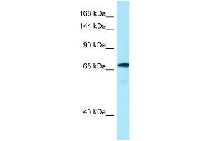 Mon2 Antikörper  (C-Term)