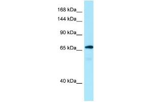 WB Suggested Anti-MON2 Antibody Titration: 1. (Mon2 Antikörper  (C-Term))