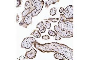 IHC analysis of NDFIP2 using anti-NDFIP2 antibody (ABIN7600173).