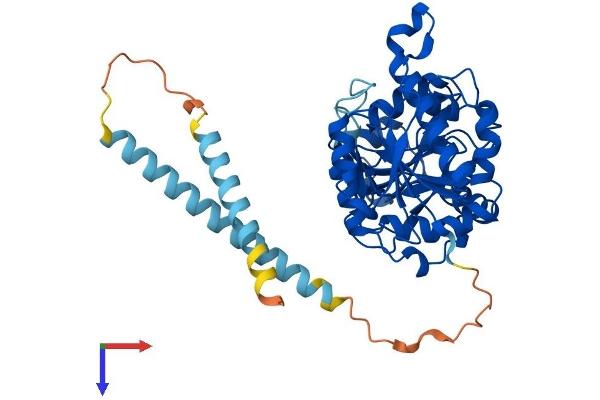 MGAT1 Protein (AA 1-447) (His tag)