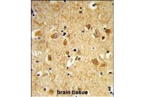 Formalin-fixed and paraffin-embedded human brain tissue reacted with DNM3 Antibody (Center), which was peroxidase-conjugated to the secondary antibody, followed by DAB staining. (Dynamin 3 Antikörper  (AA 557-584))