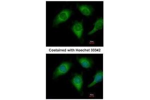 ICC/IF Image Immunofluorescence analysis of methanol-fixed HeLa, using Annexin A4, antibody at 1:200 dilution.