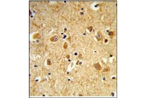 AP17991PU-N Dynamin-3 antibody staining of Formalin-Fixed, Paraffin-Embedded Human brain using Peroxidase-conjugated to the secondary antibody, followed by DAB staining. (Dynamin 3 Antikörper  (Middle Region))
