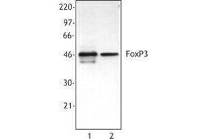 Western Blotting (WB) image for anti-Forkhead Box P3 (FOXP3) antibody (ABIN2666335) (FOXP3 Antikörper)