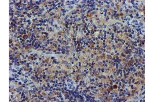 Image no. 8 for anti-Coiled-Coil-Helix-Coiled-Coil-Helix Domain Containing 5 (CHCHD5) (AA 1-110) antibody (ABIN1490560) (CHCHD5 Antikörper  (AA 1-110))