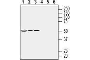 Western blot analysis of mouse heart membranes (lanes 1 and 4), rat heart lysate (lanes 2 and 5) and rat brain lysate (lanes 3 and 6): - 1-3. (RIC3 Antikörper  (C-Term, Intracellular))