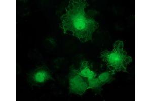 Immunofluorescence (IF) image for anti-Alcohol Dehydrogenase 1B (Class I), beta Polypeptide (ADH1B) antibody (ABIN1496478) (ADH1B Antikörper)