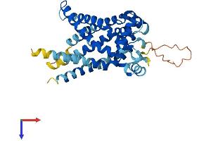 SLC25A33 Protein (AA 1-321) (His tag)