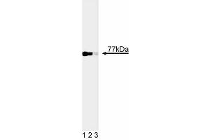 Western blot analysis of Nur77. (NR4A1 Antikörper)