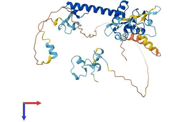MKRN2 Protein (AA 1-416) (His tag)