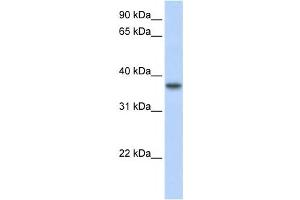Western Blotting (WB) image for anti-Transmembrane Protein 173 (TMEM173) antibody (ABIN2459160) (STING/TMEM173 Antikörper)
