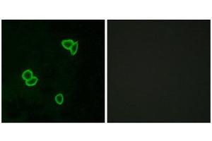 Immunofluorescence (IF) image for anti-Latrophilin 1 (LPHN1) (Internal Region) antibody (ABIN1853060) (Latrophilin 1 Antikörper  (Internal Region))