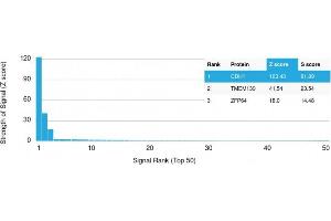 Analysis of Protein Array containing >19,000 full-length human proteins using E-Cadherin Mouse Monoclonal Antibody (rCDH1/1525) Z- and S- Score: The Z-score represents the strength of a signal that a monoclonal antibody (MAb) (in combination with a fluorescently-tagged anti-IgG secondary antibody) produces when binding to a particular protein on the HuProtTM array.