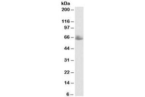 Western blot testing of human testis lysate with TERF1 antibody at 0. (TRF1 Antikörper)