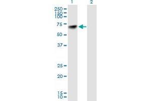 Western Blot analysis of NARS expression in transfected 293T cell line by NARS MaxPab polyclonal antibody. (NARS Antikörper  (AA 1-548))