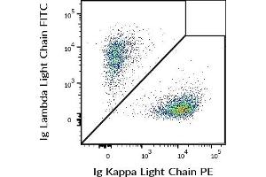 Flow cytometry multicolor surface staining of human CD19 positive B cells using anti-human Ig Kappa Light Chain (TB28-2) PE (c = 5 μg/mL) and anti-human Ig Lambda Light Chain (1-155-2) FITC (c = 5 μg/mL) antibodies. (kappa Light Chain Antikörper  (PE))