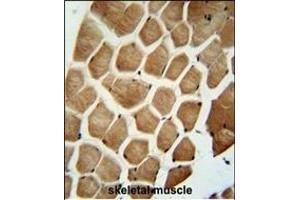 WDR49 antibody (C-term) (ABIN654826 and ABIN2844501) immunohistochemistry analysis in formalin fixed and paraffin embedded human skeletal muscle followed by peroxidase conjugation of the secondary antibody and DAB staining. (WDR49 Antikörper  (C-Term))