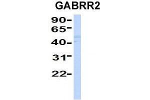 Host:  Rabbit  Target Name:  GABRR2  Sample Type:  Human Fetal Liver  Antibody Dilution:  1. (GABRR2 Antikörper  (Middle Region))