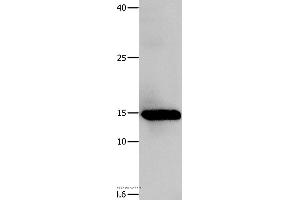 Western blot analysis of Human fetal muscle tissue, using LGALS1 Polyclonal Antibody at dilution of 1:500 (LGALS1/Galectin 1 Antikörper)