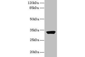 Western blot All lanes: ODF3L1 antibody at 3 μg/mL + HT29 whole cell lysate Secondary Goat polyclonal to rabbit IgG at 1/10000 dilution Predicted band size: 32 kDa Observed band size: 32 kDa (ODF3L1 Antikörper  (AA 1-274))