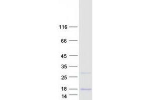Validation with Western Blot (MT1HL1 Protein (Myc-DYKDDDDK Tag))
