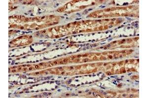 Immunohistochemistry of paraffin-embedded human kidney tissue using ABIN7163262 at dilution of 1:100