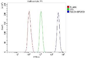 anti-RAD9 Homolog A (S. Pombe) (RAD9A) (AA 1-389) antibody