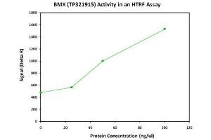 Activity Assay (AcA) image for BMX Non-Receptor Tyrosine Kinase (BMX) (Transcript Variant 2) (Active) protein (Myc-DYKDDDDK Tag) (ABIN2715316)