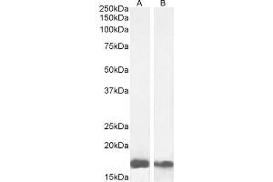 Western Blotting (WB) image for anti-Ionized Calcium-binding Adapter Molecule 1 (IBA1) (C-Term) antibody (ABIN184738)